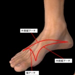 足のアーチの図